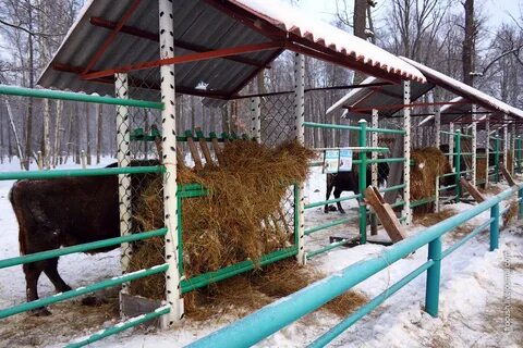 Питомник зубров
