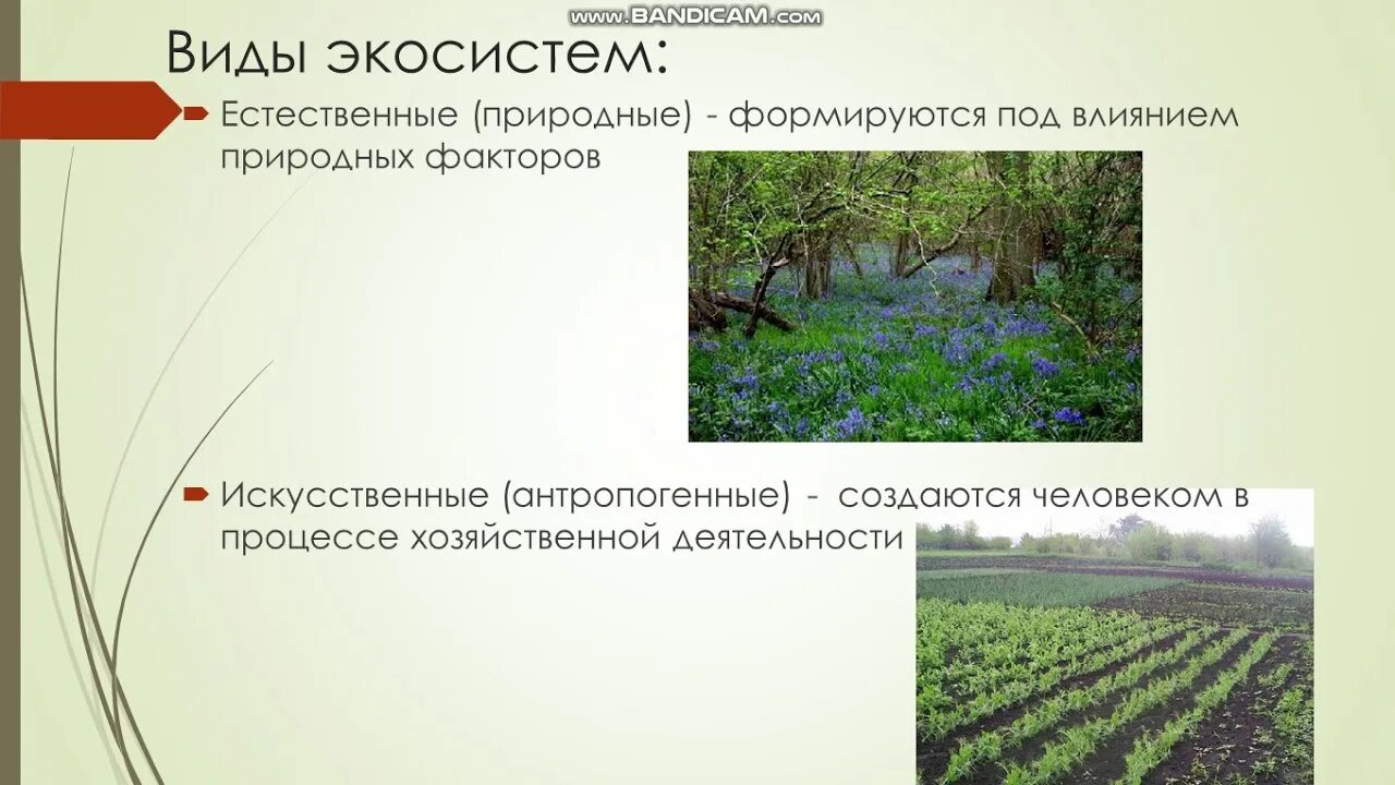 С какими природными сообществами схожа экосистема. Многообразие природных экосистем. Типы естественных экосистем. Типы природных экосистем. Видовое многообразие экосистем.