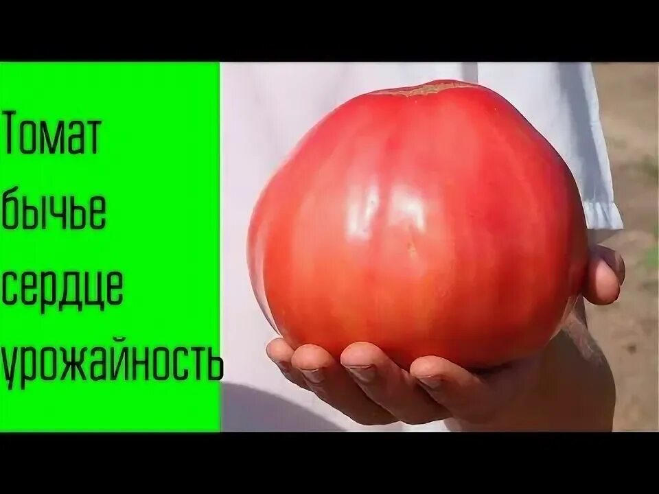 Томаты Биотехника Томат Бычье Сердце Розовый - купить по выгодным ценам в интерн