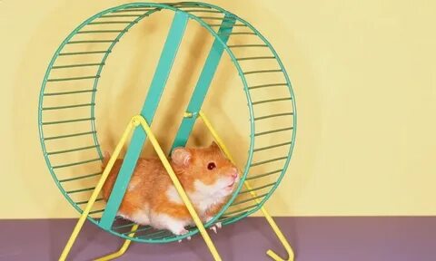 Sad hamster violin hamster