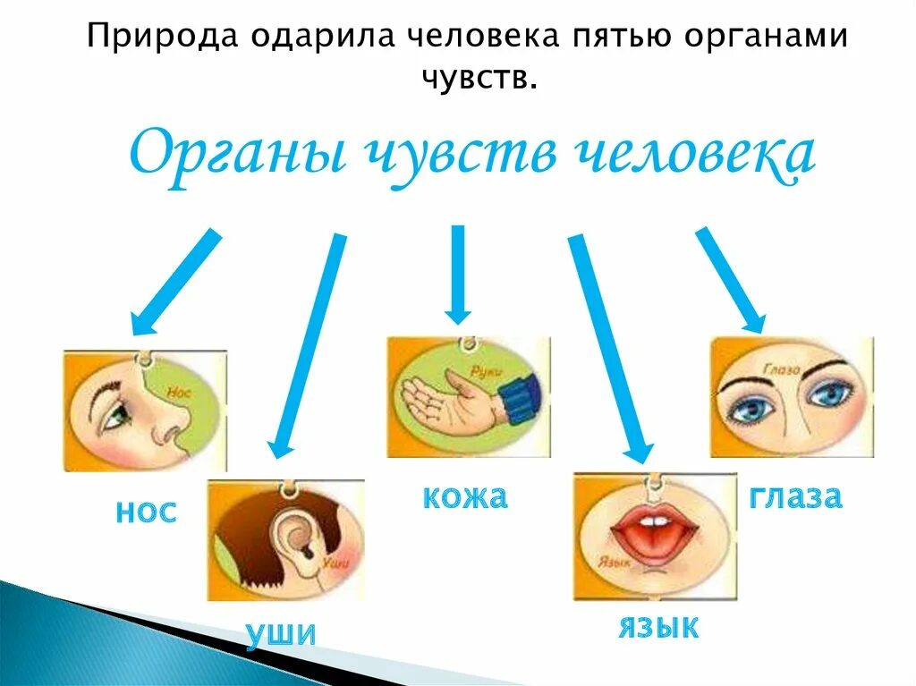 Осязание вид информации