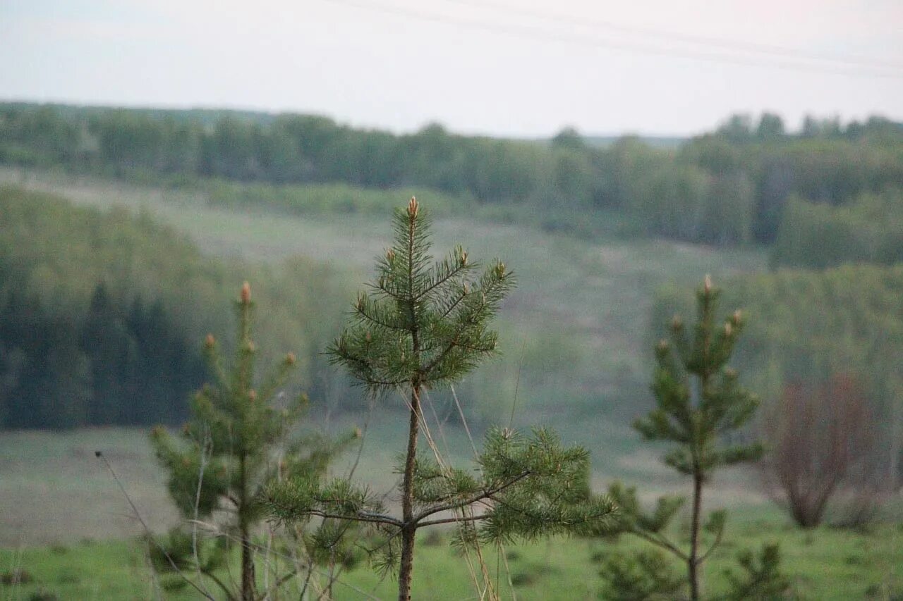 Сосна обыкновенная. Маленькие сосны. Сосна обыкновенная зеленогорск. Крупномеры сосны. Сосна обыкновенная сосна лесная.