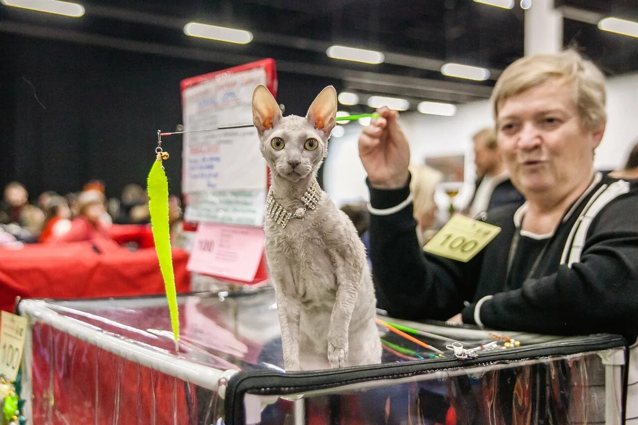 Выставка кошек. Выставка кошек в Москве. Выставка кошек ВДНХ. Кэт салон март выставка кошек.