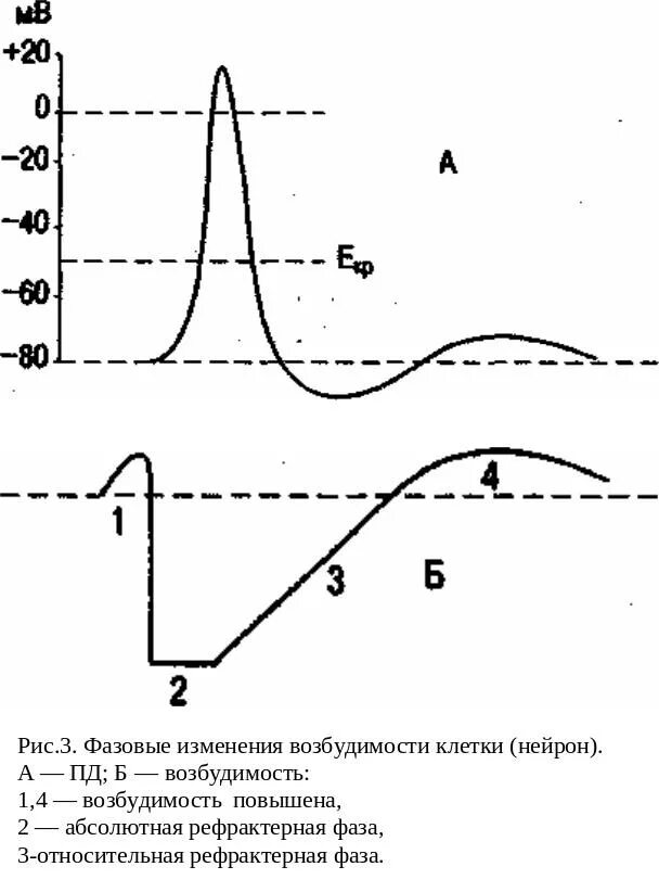 Фазы потенциала действия фаза изменения возбудимости. Фазовые изменения возбудимости клетки. Возбудимость. Изменение возбудимости в процессе возбуждения.. Изменения возбудимости по фазам Пд.