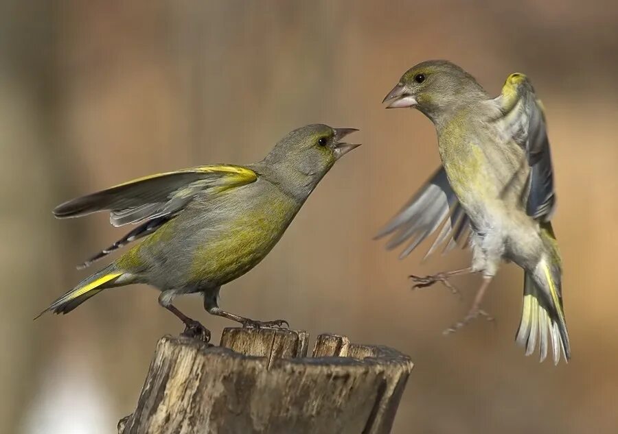 Vk birds. Птичка зеленушка. Обыкновенная зеленушка птица. Синица зеленушка. Зеленушка, Воробей.