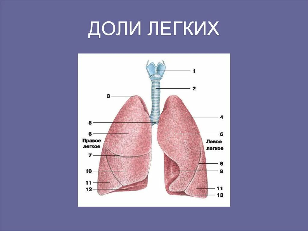 Что такое легкие. Легкие анатомия доли. Доли легких. Доли правого легкого. Строение легких доли.