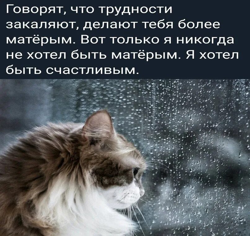 Сложности закаляют. Трудности только закаляют. Трудности закаляют человека. Цитаты про сложности в жизни. Трудности закаляют человека.