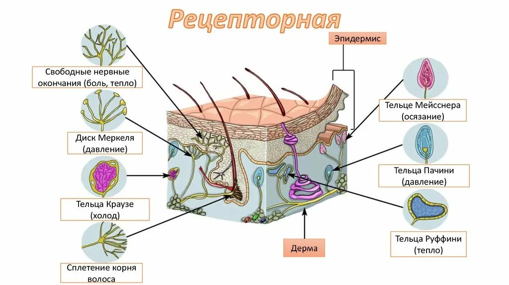 Рецепторная функция кожи человека. Нервно рецепторный аппарат кожи. Рецепторные нервные окончания функции. Свободные нервные окончания: строение, функции..