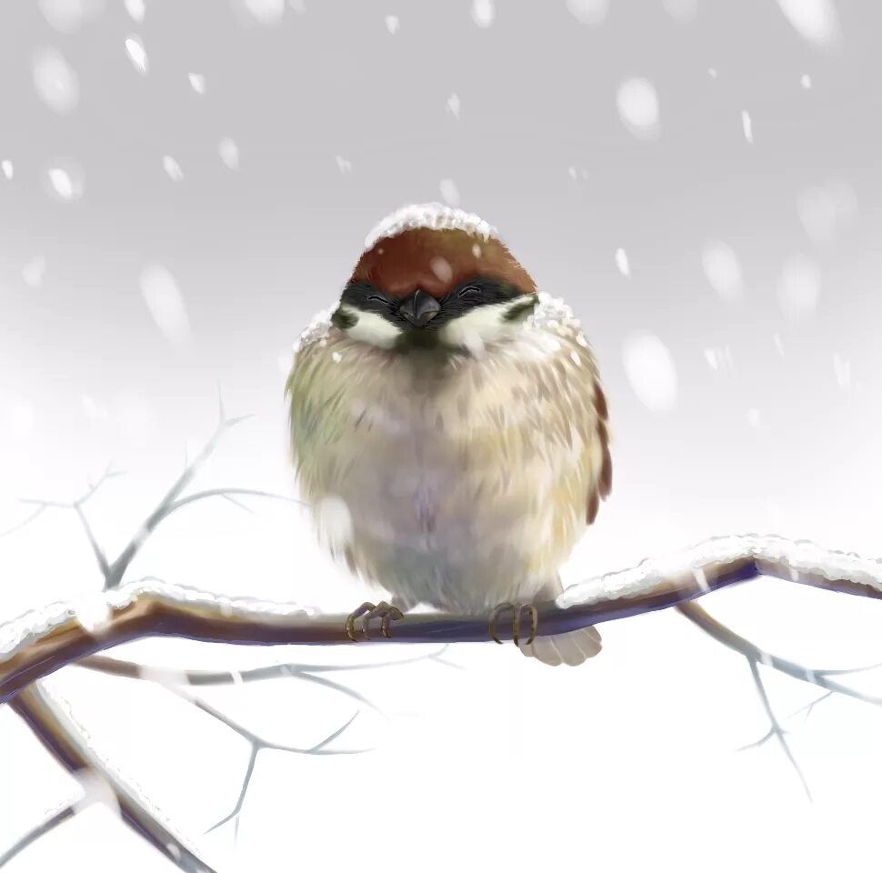 Cold bird. Зимний Воробей. Воробей на снегу. Нахохлившиеся птицы.