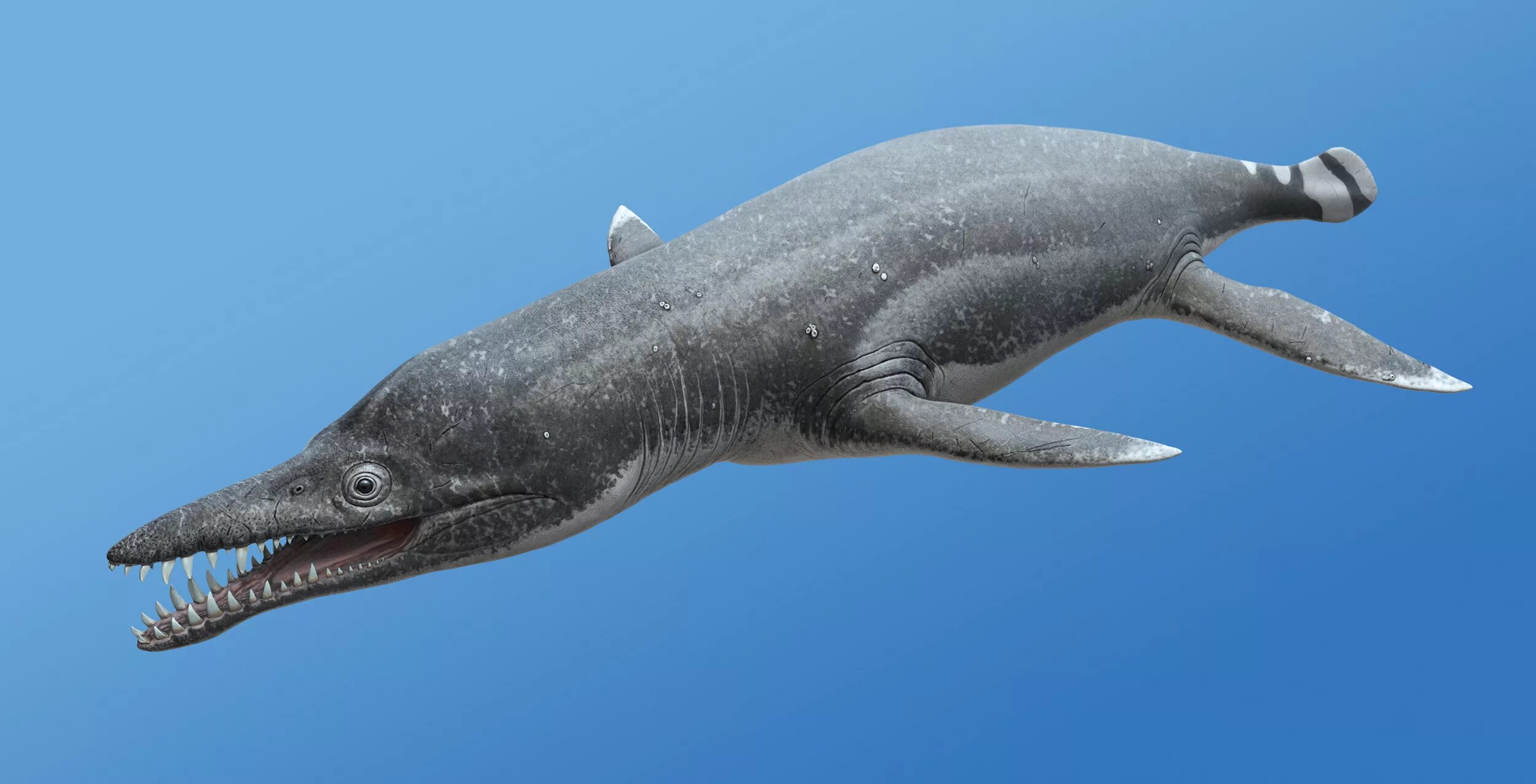 Pliosaurus brachydeirus. Юрский Плиозавр. Русский Плиозавр. Плиозавр российский. Палеозавр