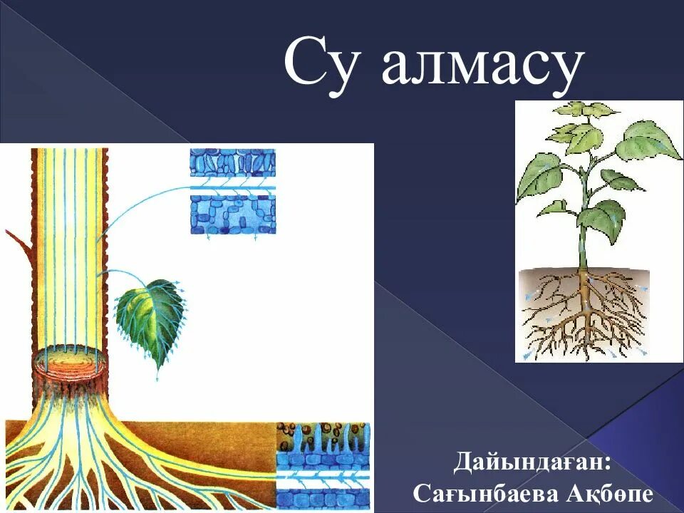 Функции корня транспирация