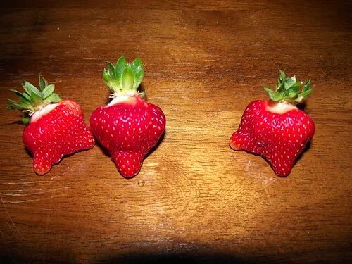 Would you like some strawberries