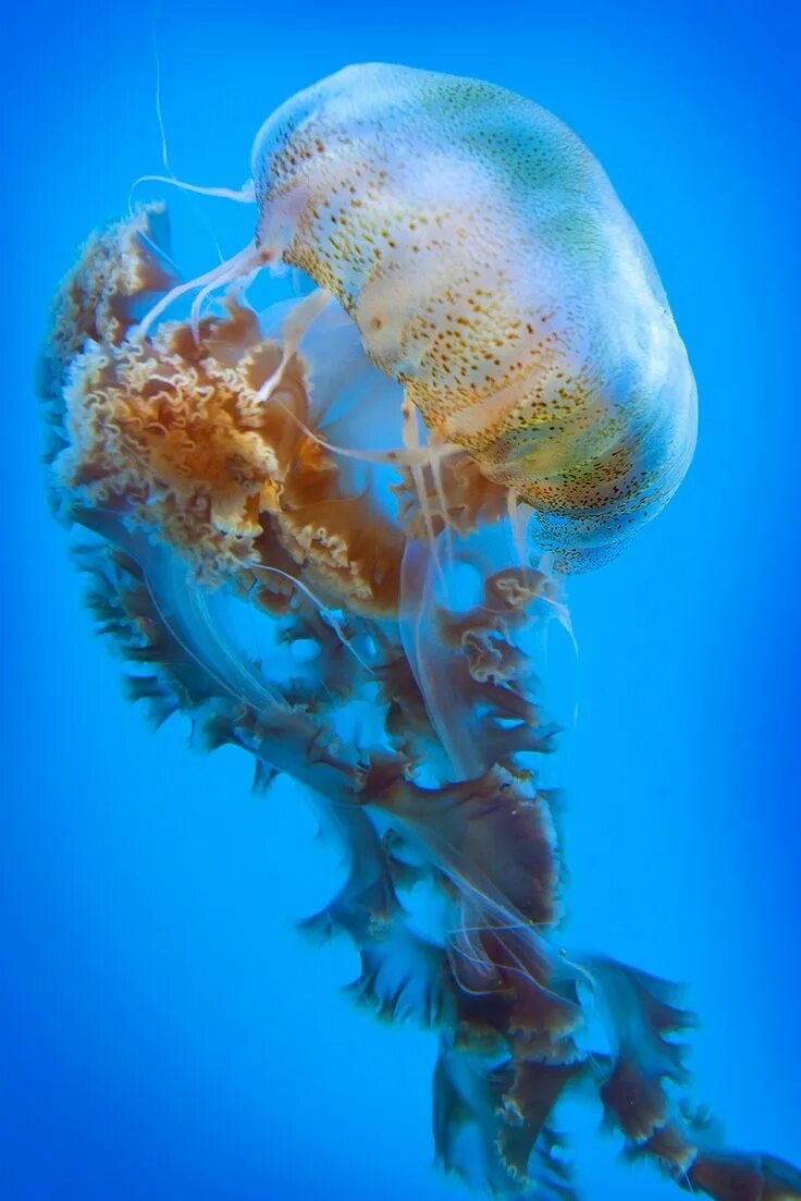 Медуза лайф новости. Медуза морская. Медуза в море. Медузы в океане. Медуза прозрачная.