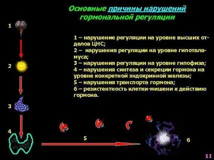 Что такое гормональная регуляция