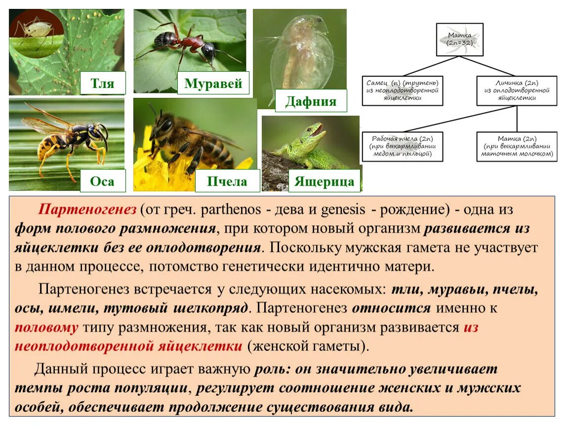 Почему при половом размножении потомства. Тля размножение партеногенез. Дафнии размножение партеногенезом. Партеногенез у хордовых. Партеногенез трутни.