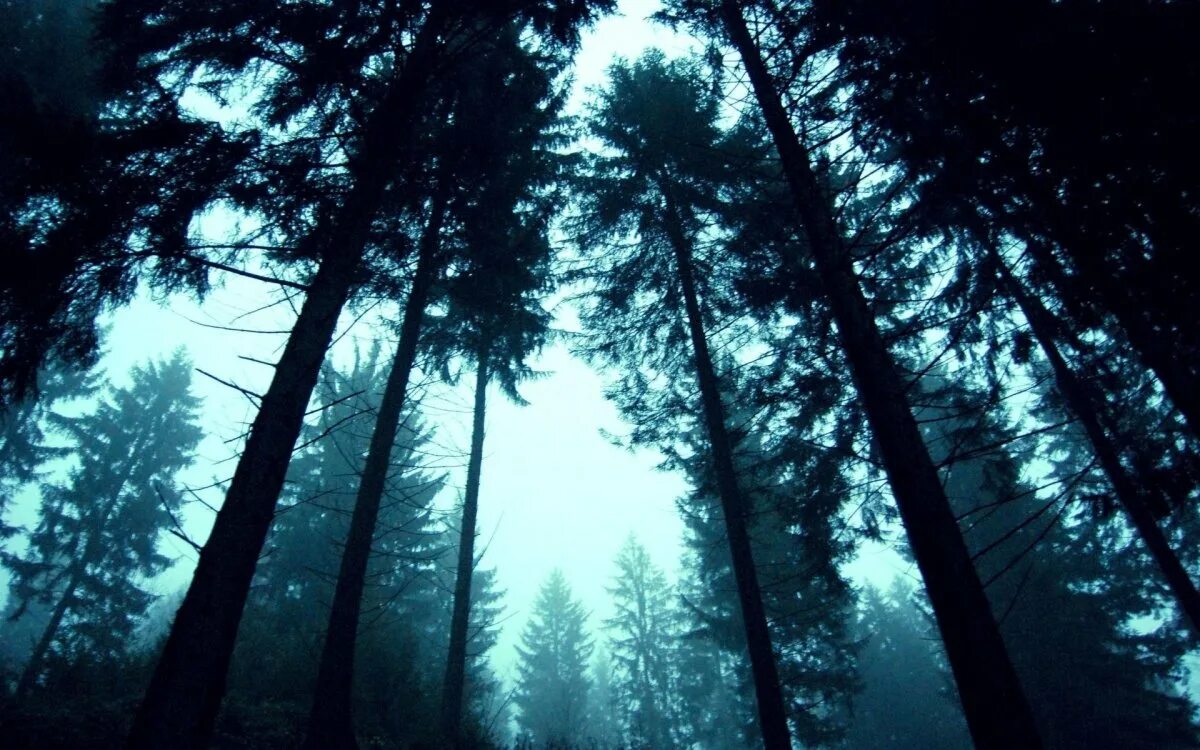 Грубо лес. Atmospheric black metal лес. темный хвойный лес. темный лес. лес.