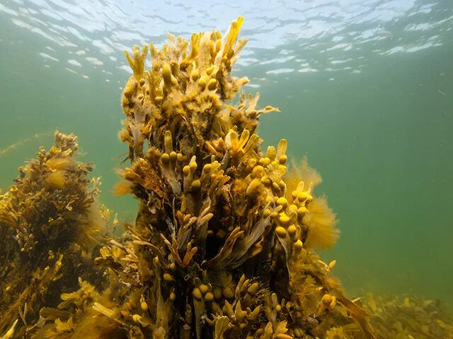 Бурые водоросли являются самыми глубоководными водорослями. Бурые водоросли фукус. Бурые водоросли ламинария. Саргассум водоросль. Фукус мелкопузырчатый.