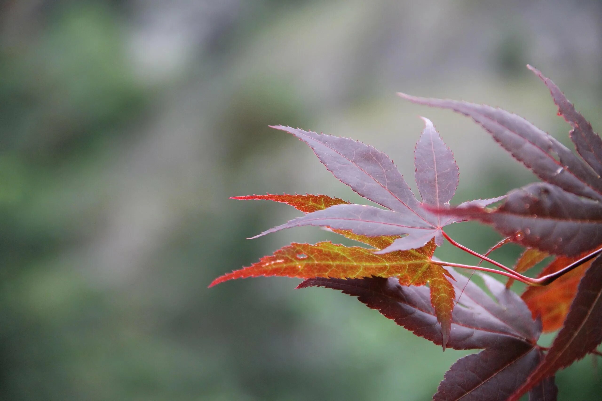Лист цветка. Растения осенью. Цветок осенний лист. Макросъемка клёна. Клен японский acer japonicum thunb.