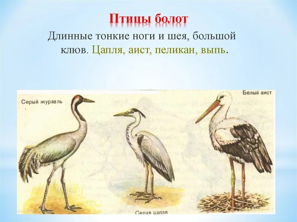 Болотные птицы. Болотные птицы представители. Болотные птицы России. Болотная и Озерная птица-.