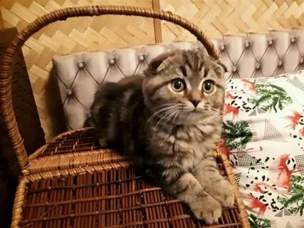 Вислоухий шотландец мальчик