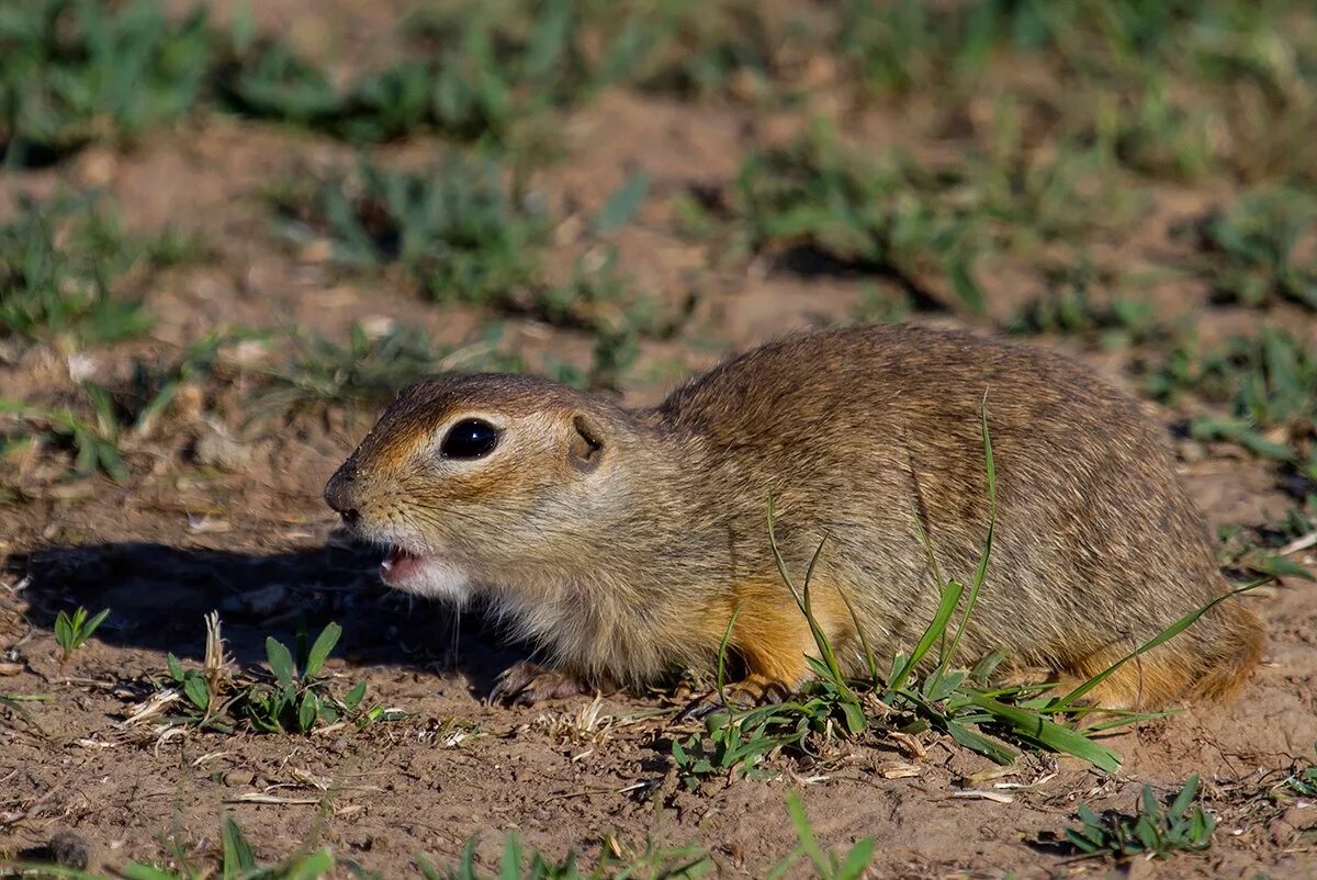 Суслик крапчатый в самарской области. Суслик полупустыня волгоград. Североафриканская песчанка. Перевыпас скота в калмыкии. Австралия прерии ферма.