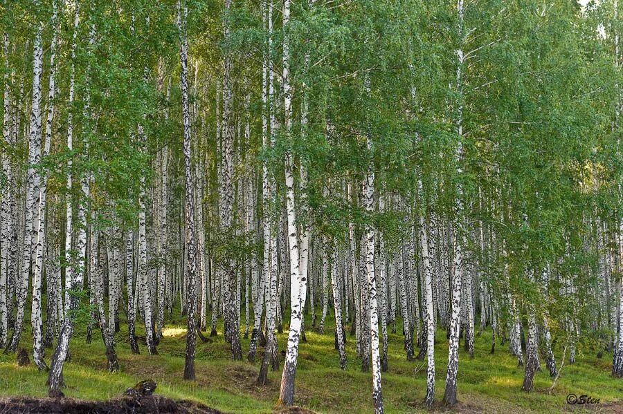 Купить минских березовых. Березняк, Березовая роща. Берёзовая роща Каменск-Уральский. Березовая роща Барнаул. Кузбасс Березовая роща.