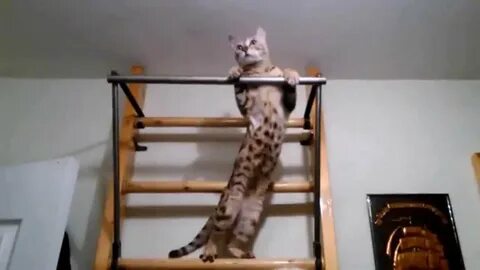 Кошка подтягивается