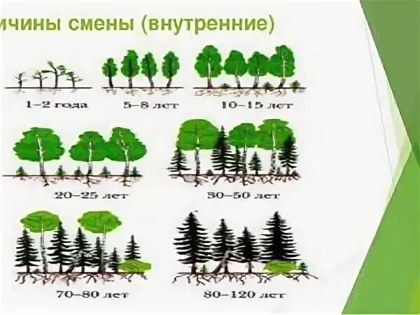 Внешние причины смены природных сообществ. Смена растительных сообществ. Изменения в растительном сообществе. Смена растительных сообществ рисунок. Растительные сообщества схема.