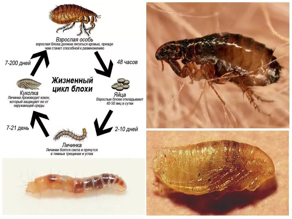 Сколько живут блохи. Личинка блохи и взрослая особь. Яйца личинки кошачьих блох. Личинки блохи червеобразные. Цикл развития блохи.