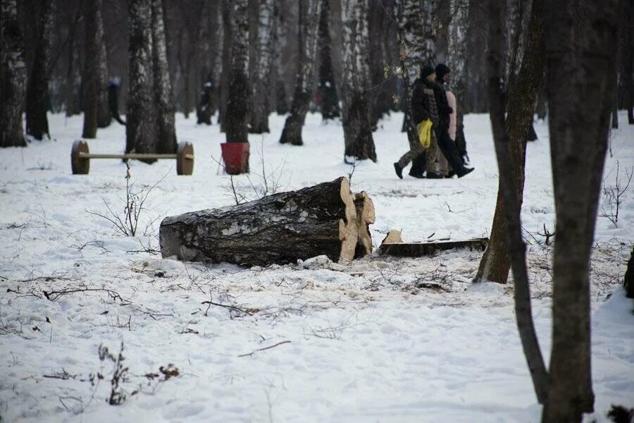 Против вырубки деревьев. Снежная горка в парке «березовая роща». рубят деревья в парке. берёзовая роща воронеж вырубка деревьев. маньяк в новосибирске березовая роща.