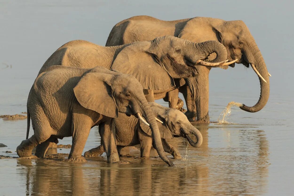 Elephant множественное. Популяция слонов. Слоны в дикой природе. Слон семья. Слон и Слоненок.