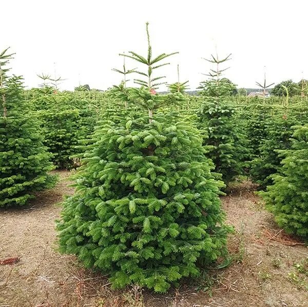 Долгожитель из хвойных. Кавказская ель (Abies nordmanniana). Пихта Кавказская Нордмана. Пихта Нордмана Амболури. Пихта Кавказская Амболури.