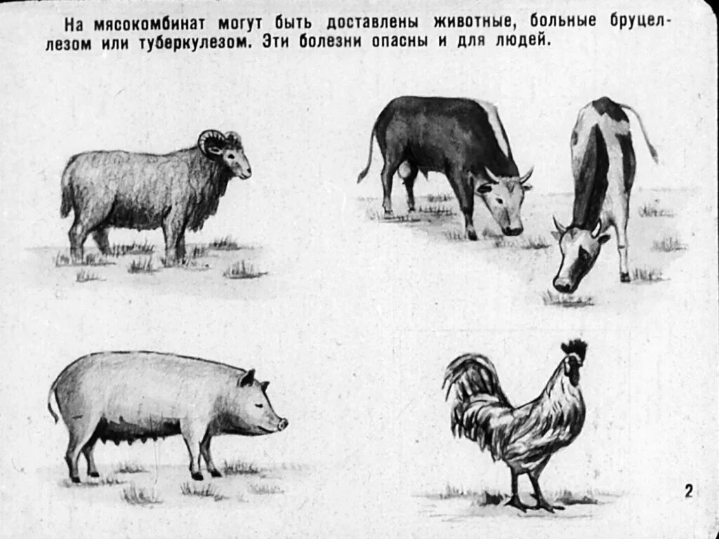 Бруцеллез симптомы у животных. Бруцеллез коровы рисунок. бруцеллез цикл развития. бруцеллез животных рисовать. бруцеллез 6 видов животных.