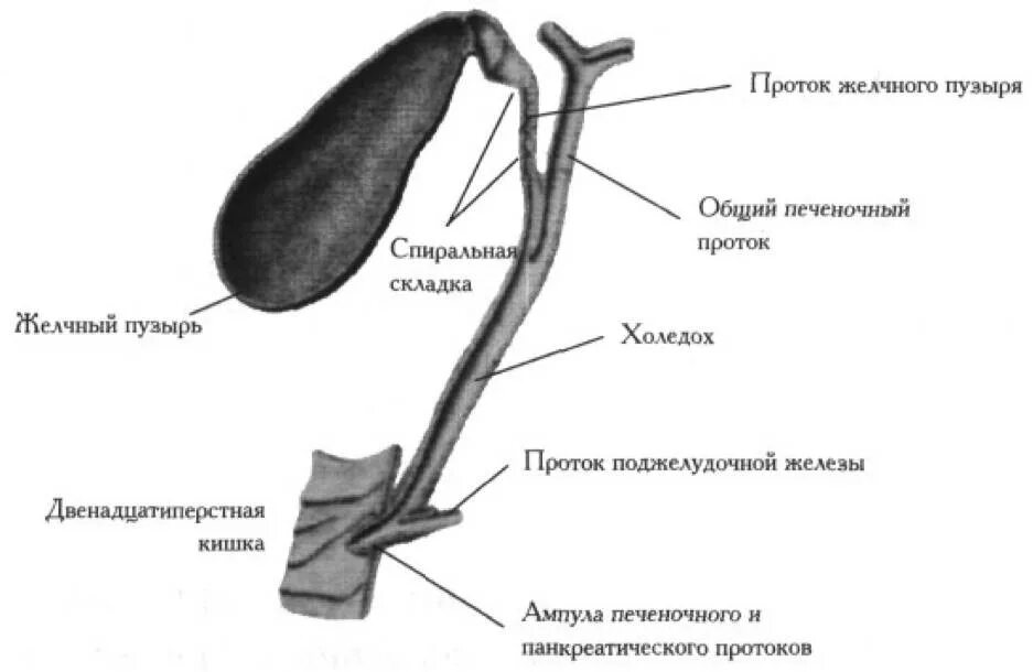 Желчный пузырь у кошек. Анатомия желчного пузыря и желчевыводящих протоков. Строение желчного пузыря и желчевыводящих протоков. Строение желчных путей анатомия. Желчный проток холедох.