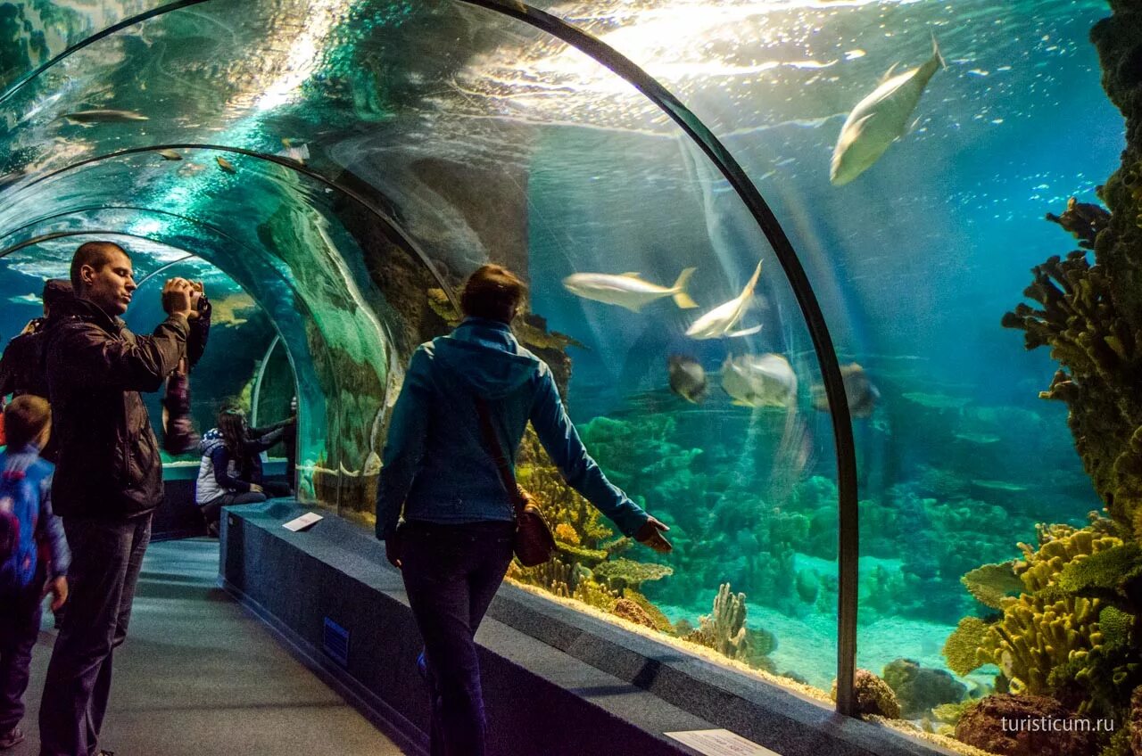 Aquarium перевод. Сочи аквариум Дискавери. Сочи ворд Дискавери аквариум. Океанариум Сочи Адлер. Курортный городок Адлер океанариум.