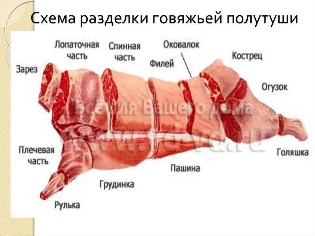 Части туши - схема разделки говядины Говядина, Животные, Коровы