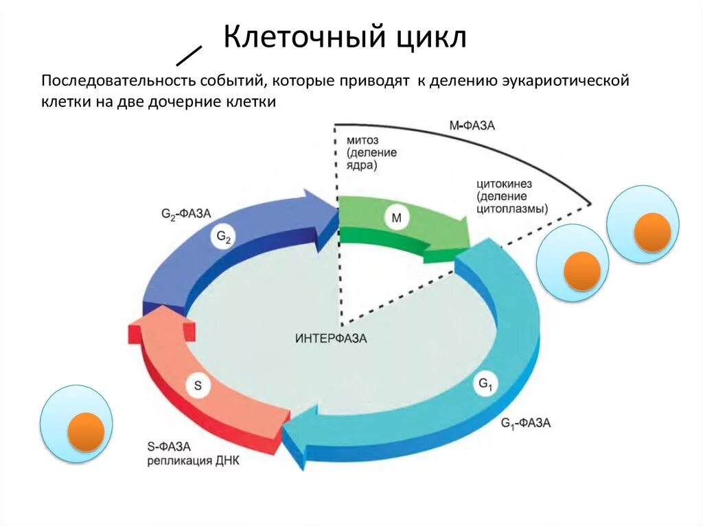 Схема стадий жизненного цикла клетки. Фазы клеточного цикла схема. Стадии жизненного цикла клетки таблица. Жизненный цикл клетки схема ЕГЭ биология. Этапы д 10