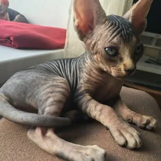 Котята сфинкса москве