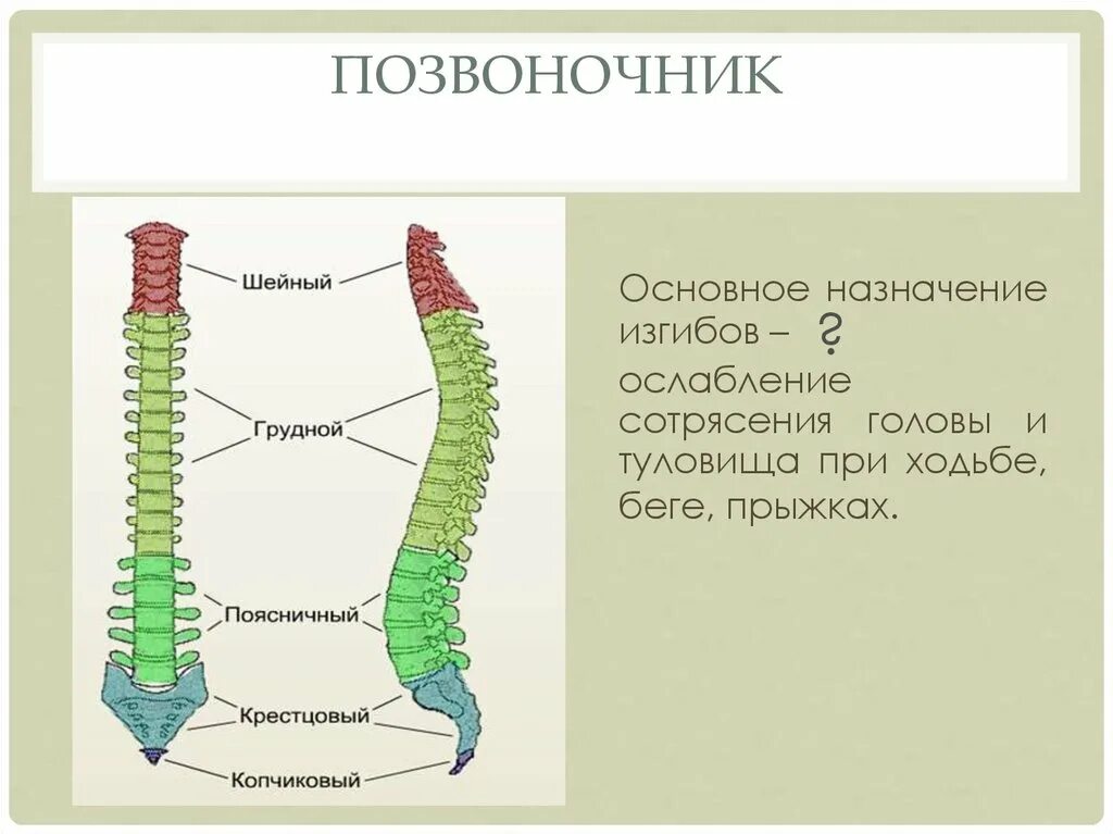 Позвоночник состоит из. Отделы позвоночника и количество позвонков. Позвоночник состоит из 5 отделов. Позвоночник состоит из позвонков.