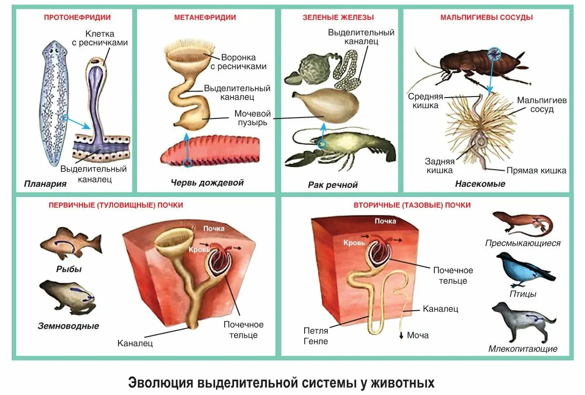 Эволюция выделительной системы у позвоночных животных. Строение выделительной системы позвоночных животных. Эволюция выделительной системы червей. Эволюция выделительной системы 7 класс биология. Кишечник беспозвоночные