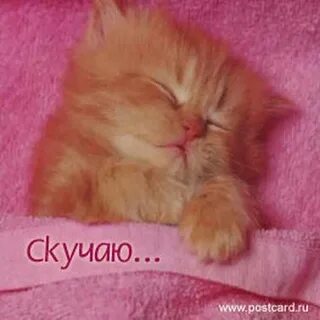 Песня котенок мой я по тебе скучаю