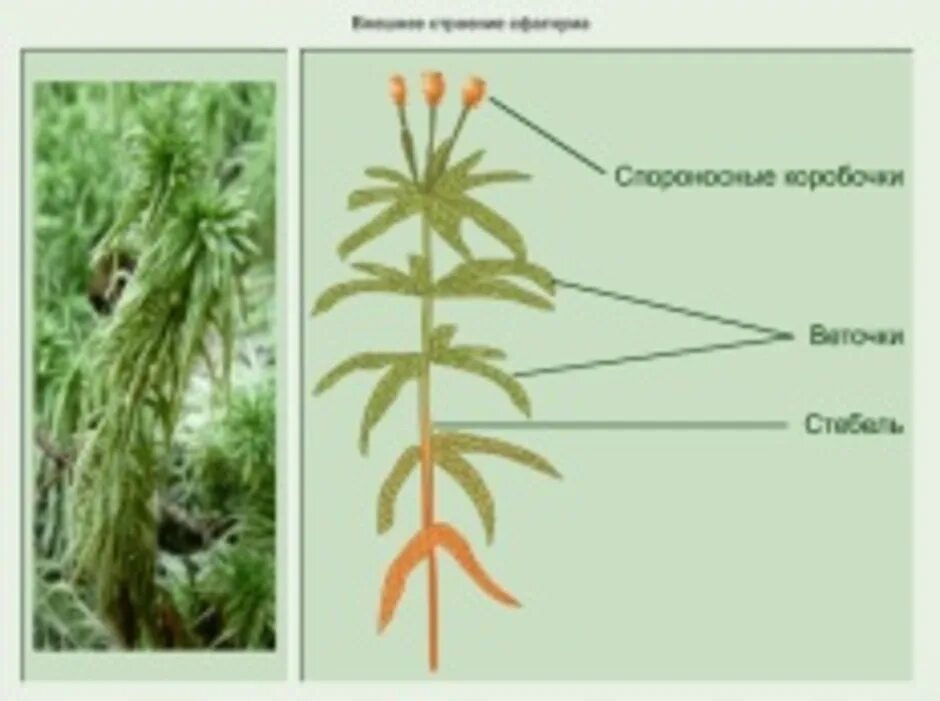 Части растения мха. Мох сфагнум биология. Белый мох сфагнум строение. Сфагнум остролистный строение. Мох сфагнум строение мха.