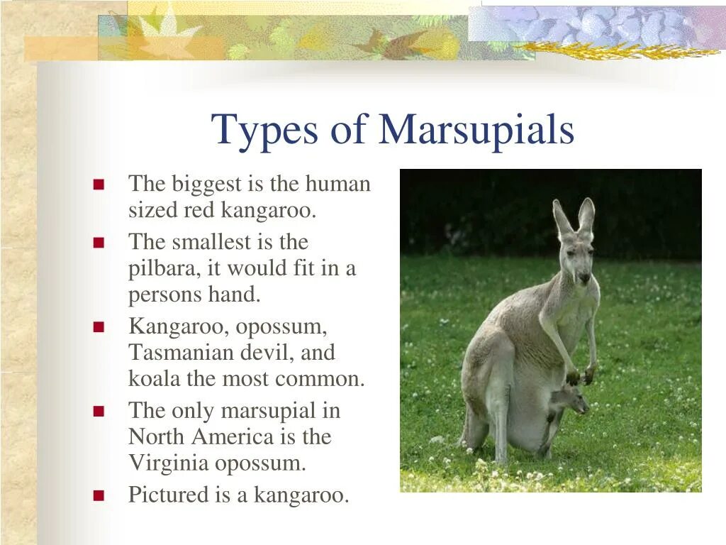 A kangaroo can перевод. Marsupial перевод. types of animals. заяц и кенгуру перевод. the smallest kangaroo.