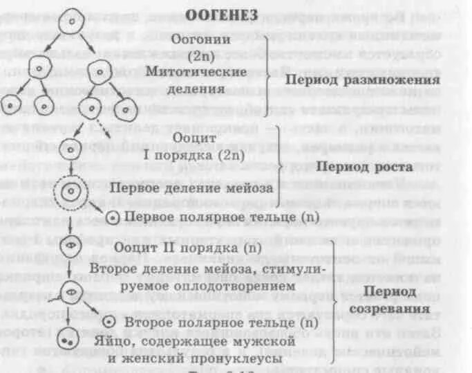 Ооциты первого порядка набор. Ооциты первого порядка период. Оогонии. Оогоний человека. Последовательность событий при мейозе