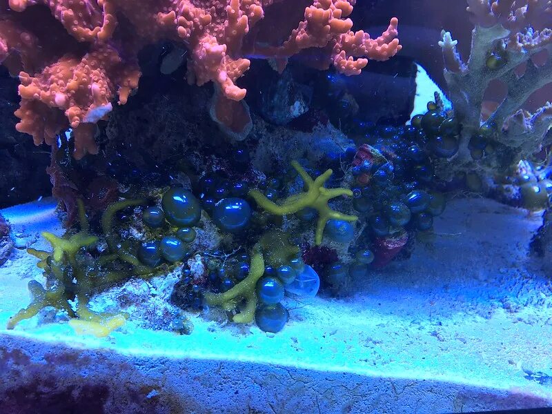 Reefcentral. Маяно морской аквариум. Национальный морской аквариум Намибии. Аквариум Sea Star. Микроорганизмы в морском аквариуме.