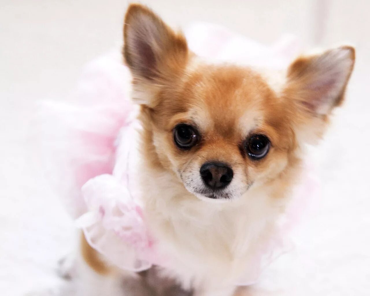 Померанский шпиц красный. 9 собачек. Паппи золотистый ретривер. Домашние животные. Гаванский бишон фото.