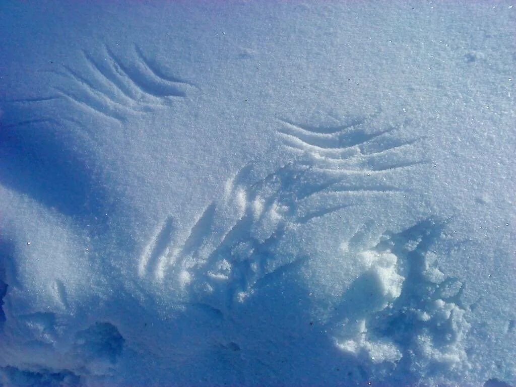 Следы в виде воды. Отпечаток на снегу. Следы с когтями на снегу. Следы крыльев на снегу. Следы на снегу от птиц.