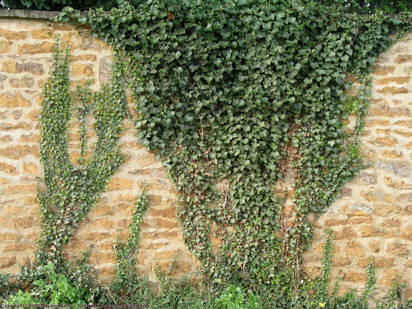 Плющ вечнозеленый (Hedera).. Плющ Хедера изгородь. Плющ Гринхарт. Под плющом