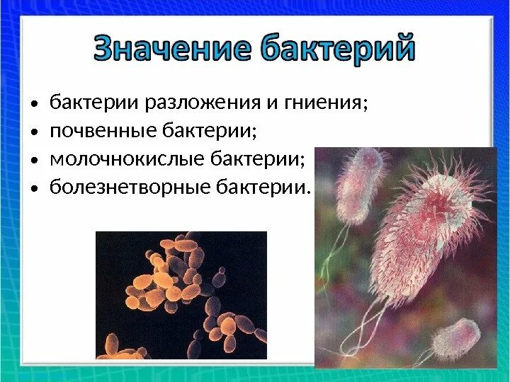 Значение почвенных бактерий. Бактерии разложения. Бактерии разложения и гниения. Почвенные бактерии и бактерии гниения. Почвенные болезнетворные бактерии.