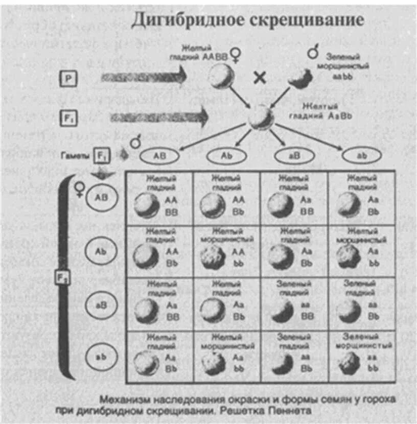 Схема скрещивания голубей. Дигибридное скрещивание схема. Схема вводного скрещивания. Скрещивание это в биологии. Как скрещивать палов